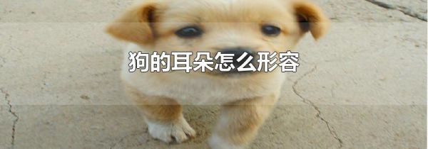狗的耳朵怎么形容