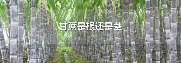 甘蔗是根还是茎