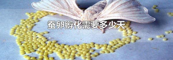 蚕卵孵化需要多少天