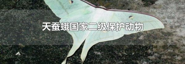 天蚕蛾国家二级保护动物