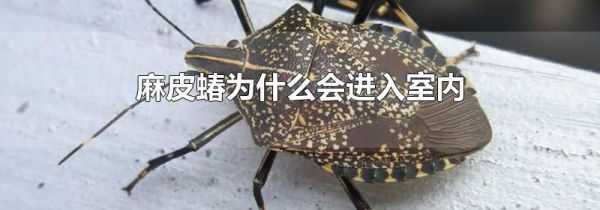 麻皮蝽为什么会进入室内