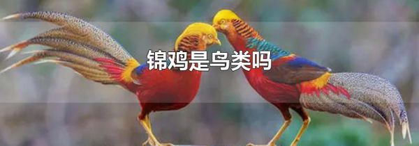 锦鸡是鸟类吗