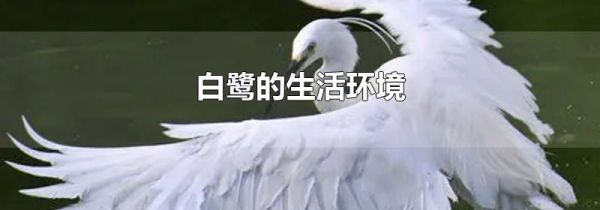 白鹭的生活环境
