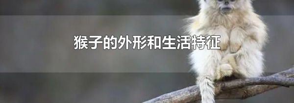 猴子的外形和生活特征