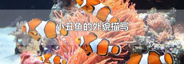 小丑鱼的外貌描写