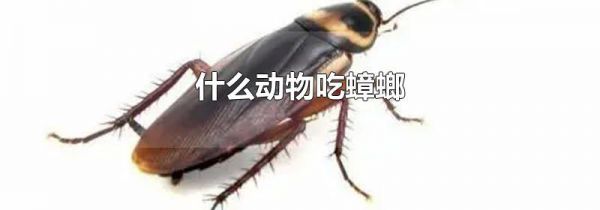 什么动物吃蟑螂