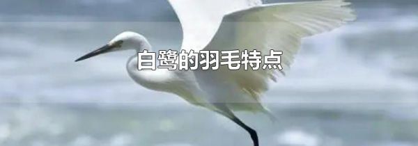 白鹭的羽毛特点
