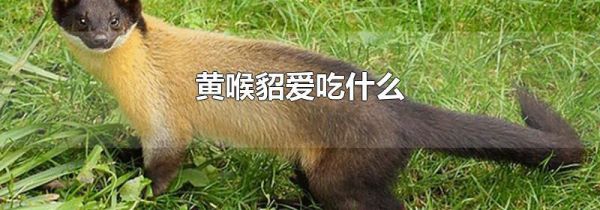 黄喉貂爱吃什么