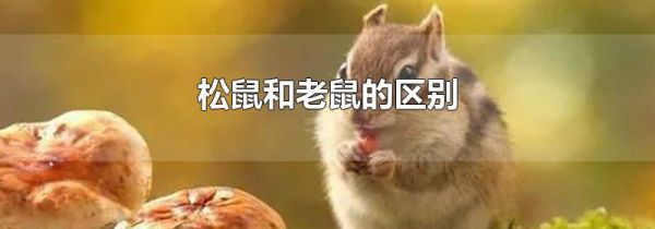 松鼠和老鼠的区别