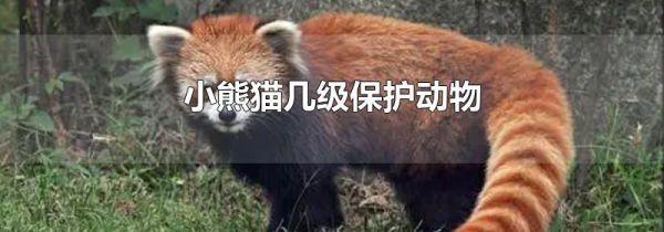 小熊猫几级保护动物