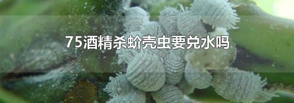 75酒精杀蚧壳虫要兑水吗