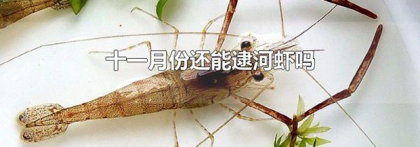 十一月份还能逮河虾吗