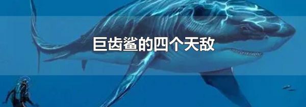 巨齿鲨的四个天敌