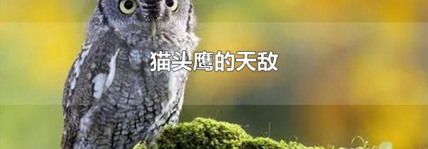 猫头鹰的天敌