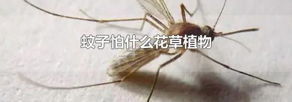 蚊子怕什么花草植物
