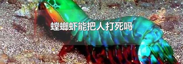螳螂虾能把人打死吗