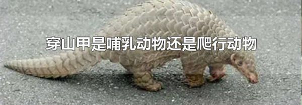 穿山甲是哺乳动物还是爬行动物