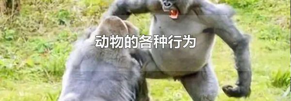 动物的各种行为
