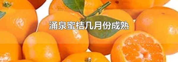 涌泉蜜桔几月份成熟