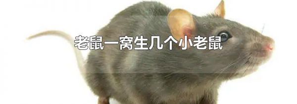老鼠一窝生几个小老鼠