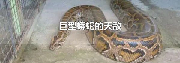 巨型蟒蛇的天敌
