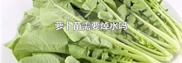 萝卜苗需要焯水吗