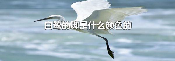 白鹭的脚是什么颜色的