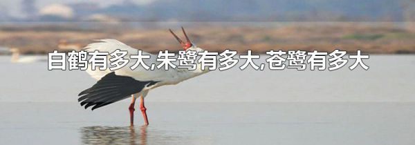 白鹤有多大,朱鹭有多大,苍鹭有多大