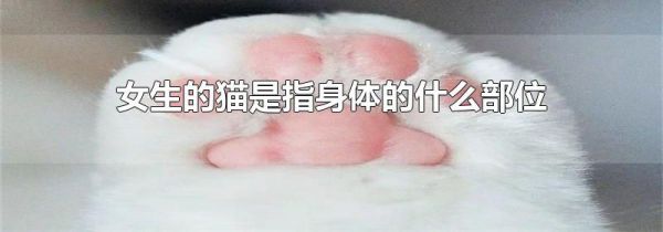 女生的猫是指身体的什么部位