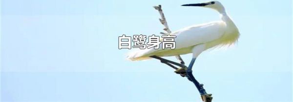 白鹭身高