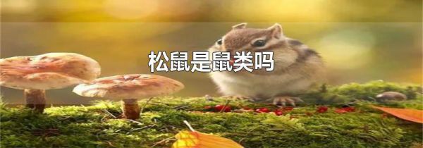 松鼠是鼠类吗