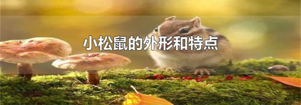 小松鼠的外形和特点