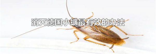 消灭德国小蠊最有效的办法