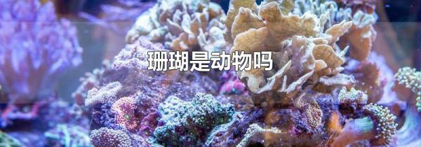 珊瑚是动物吗