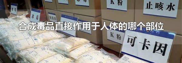 合成毒品直接作用于人体的哪个部位