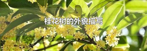桂花树的外貌描写