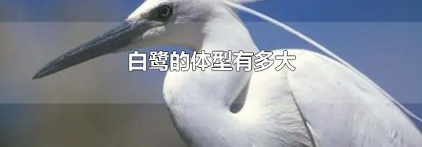 白鹭的体型有多大