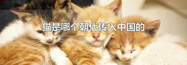 猫是哪个朝代传入中国的