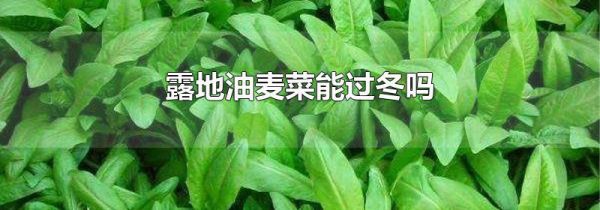 露地油麦菜能过冬吗
