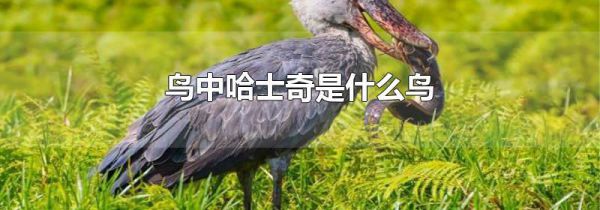 鸟中哈士奇是什么鸟