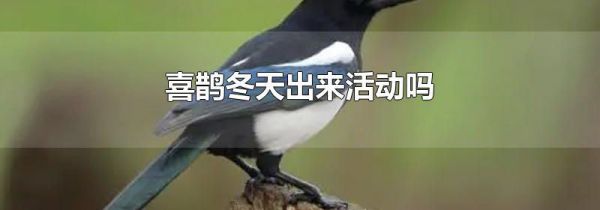 喜鹊冬天出来活动吗