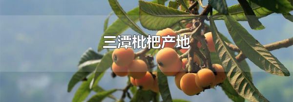 三潭枇杷产地