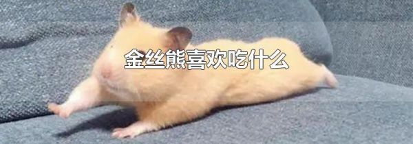 金丝熊喜欢吃什么
