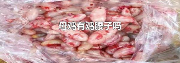 母鸡有鸡腰子吗
