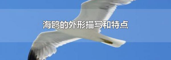 海鸥的外形描写和特点