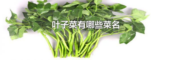 叶子菜有哪些菜名