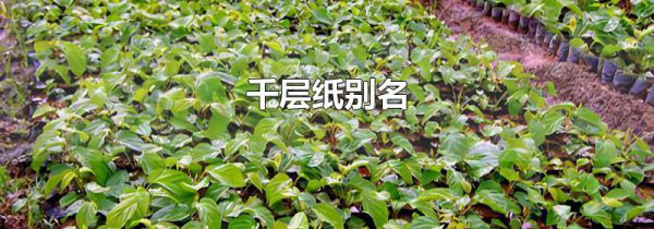 千层纸别名