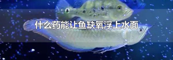 什么药能让鱼缺氧浮上水面