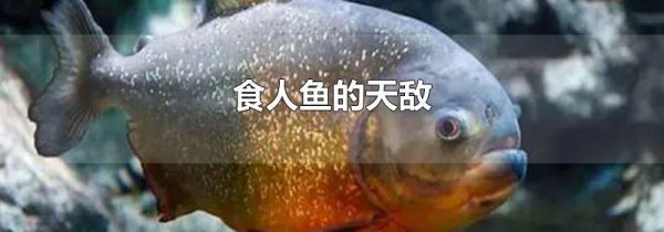食人鱼的天敌