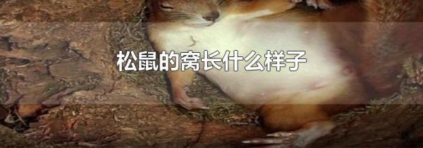 松鼠的窝长什么样子